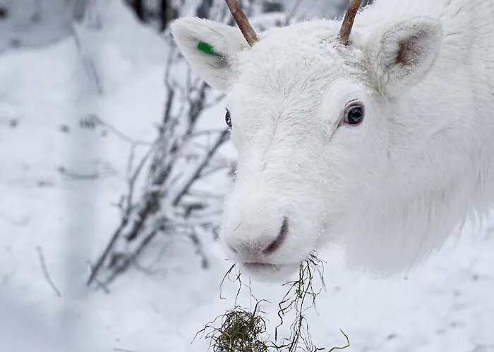 North Arctic 20a By Hilla *