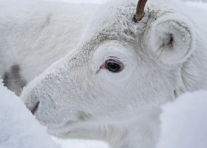 North Arctic 20a By Hilla Apartment