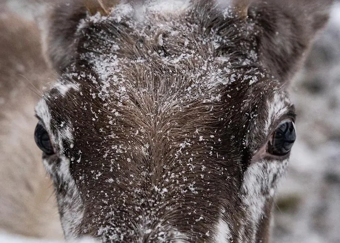 Apartment North Arctic 20a By Hilla Levi