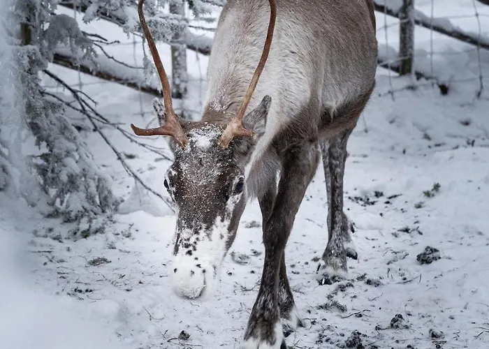 North Arctic 20a By Hilla Levi